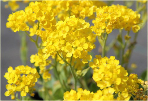 Smagliczka skalna Gold Cushion Alyssum saxatile